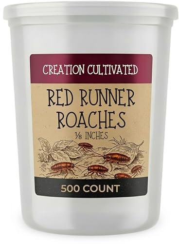 Generic Red Runner Roaches (500+ Nymphs) / Turkestan Roaches / Live Feeder Insects / Cricket Replacement / Starter Colony