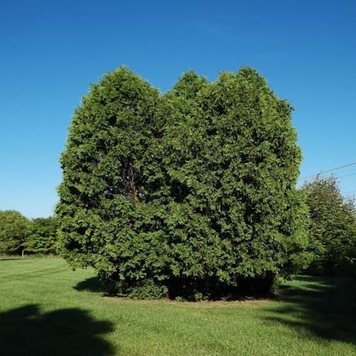 Fresh 60pcs Thuja Plant Seeds