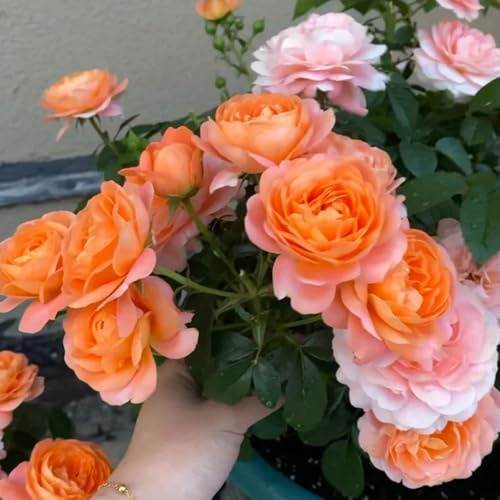 Semillas de rosal, las trepadoras son resistentes Semillas de rosa trepadora, Rosa chinensis, resistentes para el jardín resistentes al exterior 500pcs