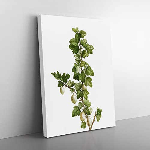Gooseberry Bush By Pierre Joseph Redoute Vintage Canvas Wall Art Print Ready to Hang, Framed Picture for Living Room Bedroom Home Office Décor, 76x50 cm (30x20 Inch)