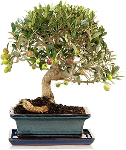 Bonsái Olivo | DECOALIVE | Bonsái Origen Mediterráneo | Fácil de Cuidar | Bonsái Natural