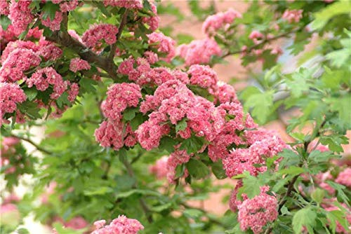 Rotdorn Crataegus laevigata Paul's Scarlet 60-100 cm Topf winterhart | Leuchtend rote Bluete, Bienenweide, winterhart, schnittvertraeglich, sonnig bis halbschattig, ideal als Zierbaum