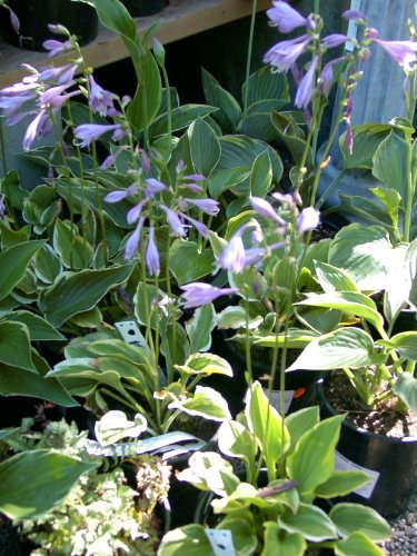 HOSTA MixPlantatain Lily Ombra Amare 25 + semi perenni:Semi
