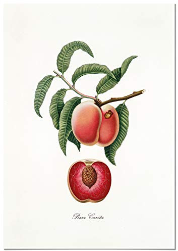Panorama Poster Stampe da Parete Pesca Vintage 35x50cm - Stampato su Carta 250gr - Quadro di Fiori