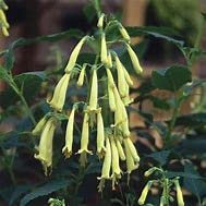 Park Farm Plants 3X Phygelius x Rectus 'Moonraker' PHYGELIUS x Rectus Large Perennial Plug Plants.