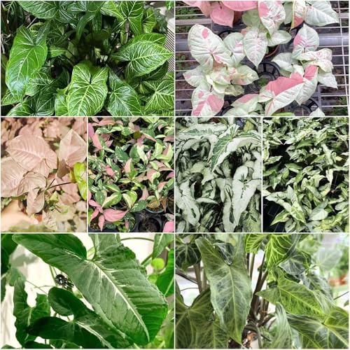 Semi di interni Syngonium podophyllum Schott - esotici resistenti all'aperto scalapante scalapanti serie di rare 100pcs
