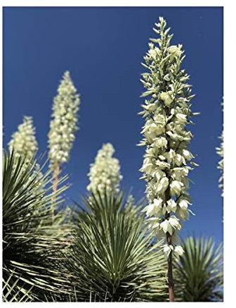 Stk - 5x Yucca baccata var. Baccata Blaue Yucca Pflanzen - Samen B494 - Seeds & Plants Shop by Ipsa