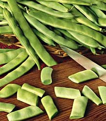 Bean Roma II (Bush) 1,000 Seeds