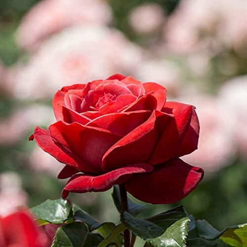 Benoon Semi di Rosa, 50 Pezzi/Borsa Semi di Rosa Semi di Fiori di Piante di Rosa Rossa Portatili Resistenti al Freddo per La Casa Semi di Rosa