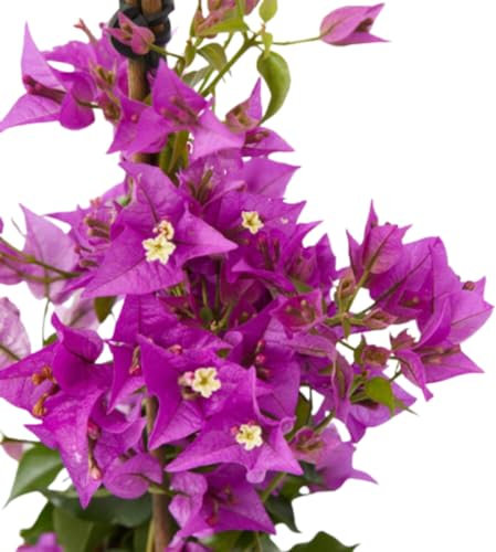 Verdecora Buganvilla | Flor de Papel | Planta natural de exterior con flor en maceta | Planta trepadora | Perfecta para decorar el jardín, balcón, terraza (Maceta 3L)