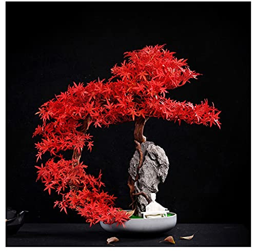 XDAWQP Simulationsbaum, künstliche Klippe, Zypresse, Willkommensgruß für Gäste, Songke-Bonsai, Klippe, Wandflechten, Rattan, Steingarten, Podocarpus, Ahornblatt, Büro, Wohnzimmer, Zen, to,D