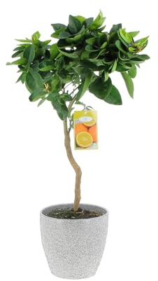 KENTIS - Citrus Sinensis - Süßorangenbaum - Obstbaum für Garten und Balkon - H 70-80 cm, Topf Ø 20 cm