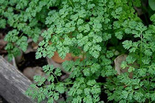 Winter Chervil Seeds - 500 Count Seed Pack - Non-GMO - A Delicate leaved herb That enhances The Flavors of Other Herbs. - Country Creek LLC