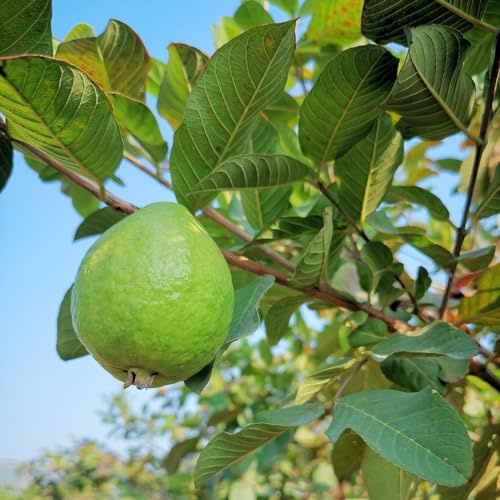 semillas de guayaba jardín guayaba, de cama elevada para balcón, columnar 120pcs