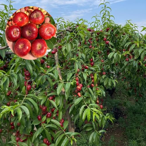 semi di pesco a colonna - estremamente resistenti biologici giardino da balcone 40pcs