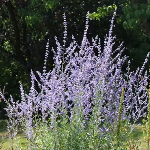 semillas de salvia rusa, arbustos del jardín de Decoraciones jardín exteriores arbustos con resistentes jardineros resistentes 80pcs