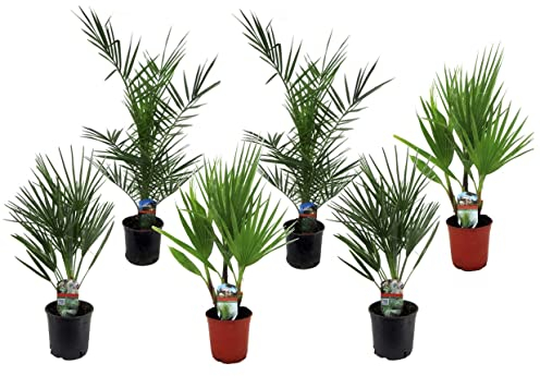 Plant in a Box - Palmiers d'extérieur - Mélange de 6 plantes - Pot 15cm - Hauteur 50-70cm
