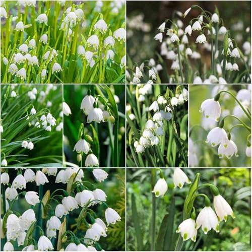 märzenbecher blumenzwiebel winterharte kübelpflanzen - Seltene serie - winterharte für balkon zimmerpflanzen exotische winterhart frühblüher 4zwiebeln