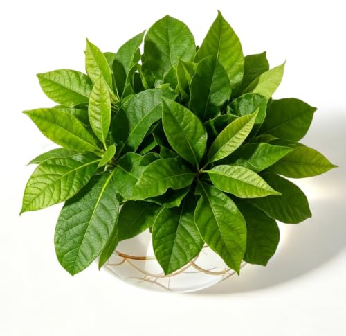 Jarrón de semillas de aguacate, jarrones de aguacate, jarrones de aguacate, jarrón de cristal para flores, crianza de aguacates y castañas, para mesa de cocina, interior y exterior (transparente)