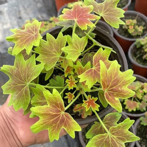 geranio - pelargonio de balcón originales primavera resistentes 70semillas