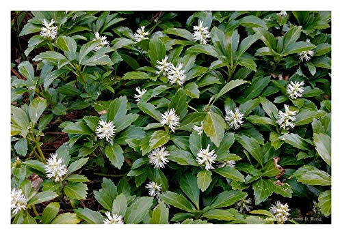 100 x Pachysandra terminalis 'Green Carpet' (Winterhart/Staude/Bodendecker/Mehrjährig/Stauden/Immergrün) Dickmännchen - Pflegeleichtes Grün für schattige Ecken - Laubschlucker - von Stauden Gänge