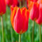 I Bulbi Di Tulipano Hanno Un Colore Tenue E Possono Essere Abbinati A Una Varietà Di Fiori,Sono Adatti Per La Decorazione Paesaggistica,Sono Ampiamente Utilizzati Nei Giardi, 10bulbi