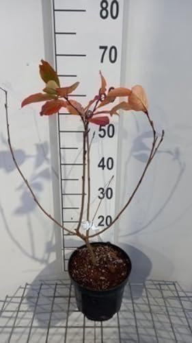 Aronia mel. 'Hugin' - Schwarze Apfelbeere Hugin 50-60 cm Container