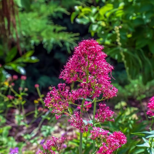 Semi di valeriana biologici, Valeriana officinalis, aromatiche semi di medicinali da giardino rare prodotti sostenibili s200pcs