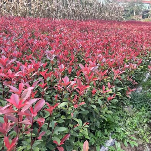 Semillas de Photinia - Variedades antiguas y resistentes decoración de sala estar con decorativas interior exóticas orgánicas 350pcs