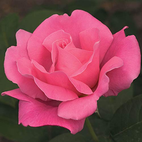 BRECK'S - Perfume Delight Dormant Bare Root Hybrid Tea Rose, Includes one Plant per Order