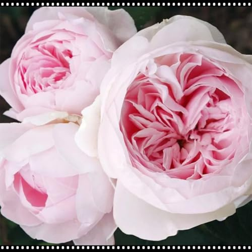 Auffällige Rosen, selten und lebendig, hohe Qualität – winterharte mehrjährige Rosen, geeignet für die Innen- und Gartendekoration-1 rhizome-J