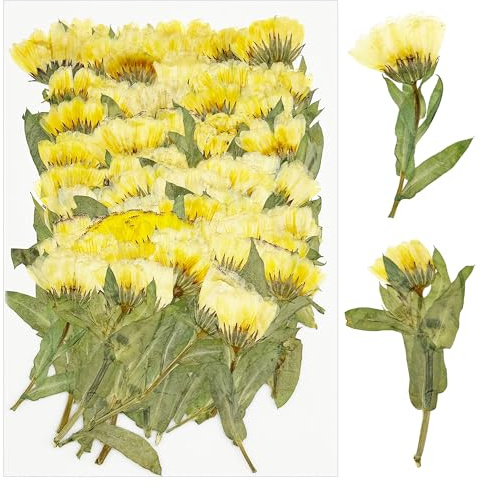 Cayway Natürliche Getrocknete Blumen, Getrocknete Gepresste Blätter für DIY Harz Schmuck Nail Crafts Art Blumendekoration, 60 Stück Chrysanthemen