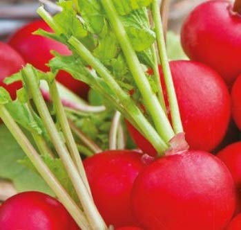 Pezzi - 1x Radicchio Rosso Raxe Samenband Eko - Radicchio Seme Verdure KS572 - Seeds & Plants Shop by Ipsa