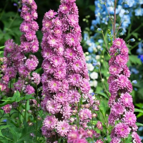 RitterspornSamen-winterhartePflanzenfür garten-einfach zuPflanzenschnittSamen-Sehr Bienen und Insektenfreundlich stauden 500pcs