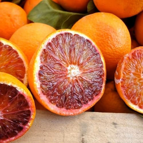 Planta Naranja Sanguina en Fitocella - Edad 2/3 Años (Foto Real)