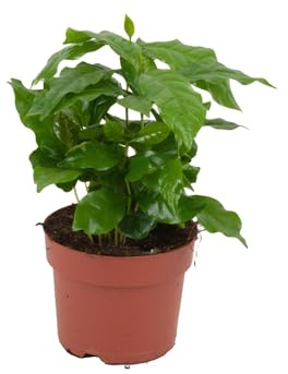 Kaffeepflanze Coffea Arabica Ø12cm Höhe20–25cm – Tropische Zimmerpflanze mit glänzenden Blättern – Dekorative Kaffeepflanze für Wohnraum & Büro
