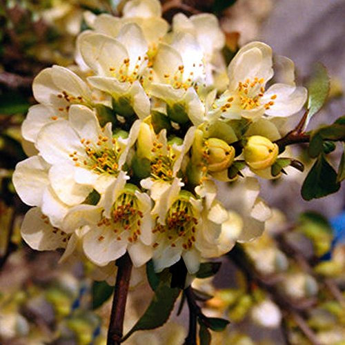 Chaenomeles x Superba 'Lemon and Lime' Japanese Climber Quince | 9cm Pot