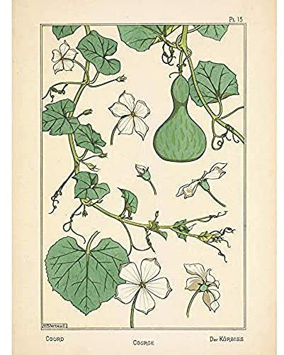 Verneuil Ornamental Gourd Squash Plant Design Unframed Wall Art Print Poster Home Decor Premium