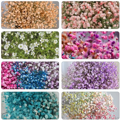 schleierkraut büropflanzen blumensamen schnittblumen zimmerbonsai bonsai blumengarten gartenkräuter herbstpflanzen winterhart blühend wildblumensamen herbstaussaat mehrjährige stauden 850samen