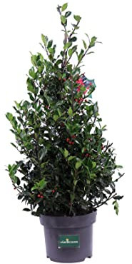 Pianta di Agrifoglio Pianta di Ilex Meserveae Blue Maid pianta da esterno pianta con bacche rosse pianta di Agrifglio a piramide pianta ornamentale di Agrifoglio pianta vera venduta da eGarden.store