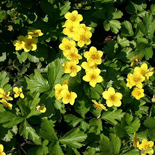 Waldsteinia ternata Golderdbeere Waldsteinie Bodendecker winterhart im Topf (20 Stück)