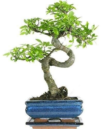 Extra Large Bonsai Tree Chinese Elm Gift Set by Bonsai2u