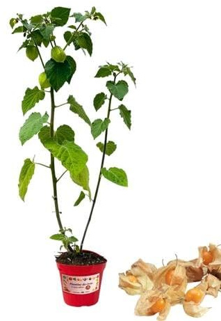 P. Piantine da Orto | Alchechengi, Pianta in Vaso Diametro 14 cm, Pianta Pronta per il Trapianto, Pianta Vera da Esterno, Piantina Aromatica per Balcone o Terrazzo, Vivaio Italiano