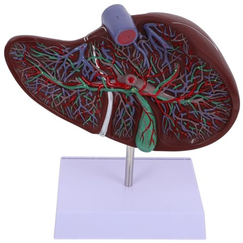 Mobestech Anatomisches Menschliches Lebermodell Mit Sockel Realistisch Detailliert Medizinisches Lehrmodell Für Physiologie Unterricht Pflege Medizin Studium