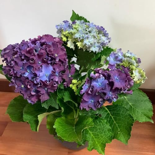 semillas de hortensias resistentes - exóticas decoracion jardín regalos 500pcs