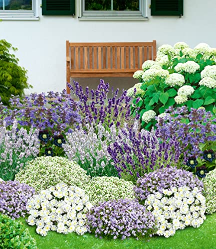 BALDUR Garten Bienenfreundliches Staudenbeet,19 Pflanzen, super insektenfreundlich, wunderschön stimmiges Set, Blütenpracht von Frühling bis Herbst, Lila und Weiß