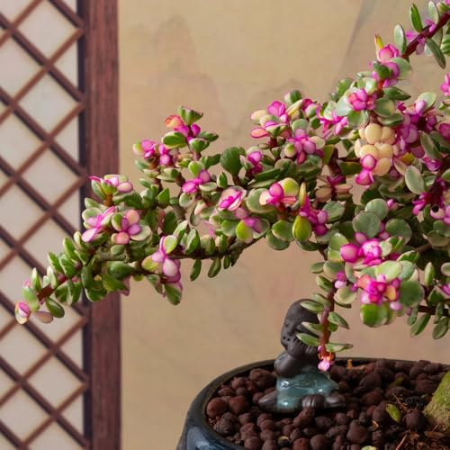 semi di albero giada - varietà antiche portulacaria afra, resistenti all'inverno per balconi 200pcs
