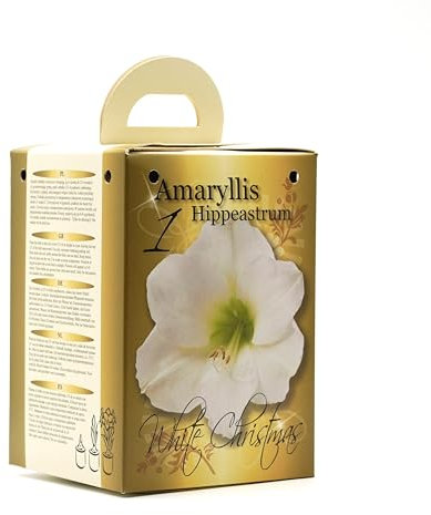 White Amaryllis Flowering Gift Box | Complete Kit with Bulbs | Perfect Festive Flowers | Potting Compost & Pot | Festive Christmas Packaging