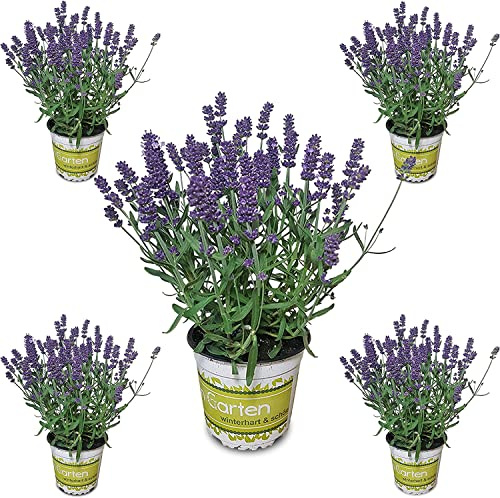 Lavanda Flor Natural | Pack 5 Plantas | DECOALIVE | Plantas de Lavanda para Terraza y Jardín