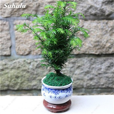 Seeds Happy Farm 30 PC Mini agramsa Redwood Seeds Sequoia Bonsai agrifoglio Seeds of Perennial Garden do it Yourself do it Yourself Gardening Flowers vases of Flowers 5